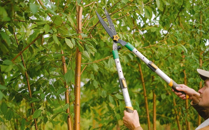 Tree trimming in Chandlers Valley, PA