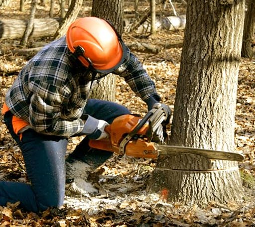 Tree Removal in Chandlers Valley, PA
